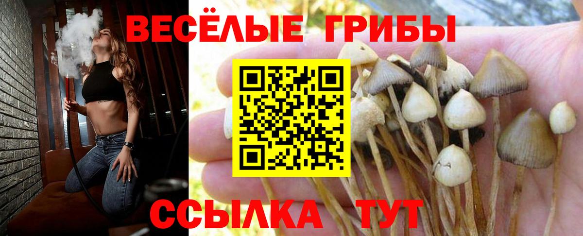 Псилоцибиновые грибы GOLDEN TEACHER  Губкинский 